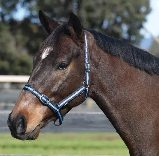 Academy Web Halter (ADHALT)
