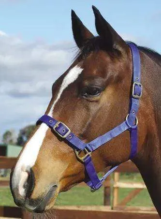 Academy Web Halter (ADHALT)